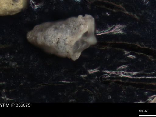 undet. Foraminiferida