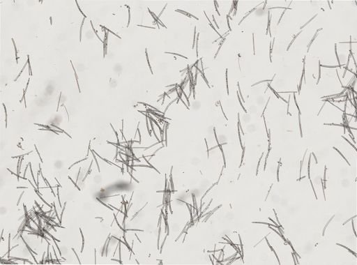 Lissodendoryx noxiosa