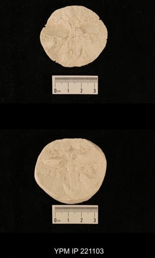 Teneopteron mirabile
