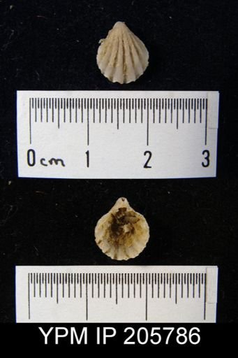 Hustedia sp.
