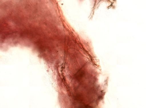 Ircinia sp.