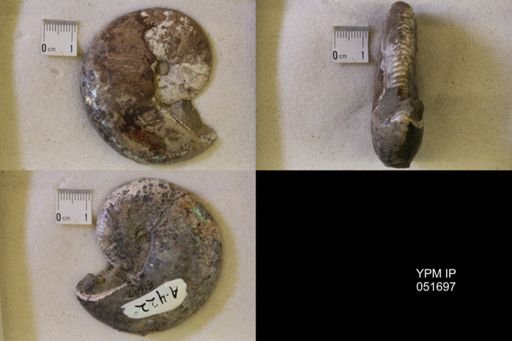 Hoploscaphites nicolletii