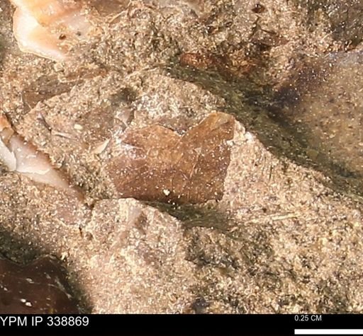 undet. Mollusca