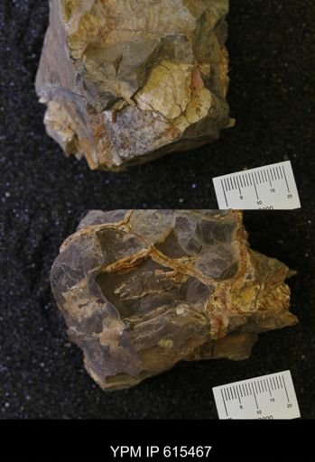 undet. Scaphitidae