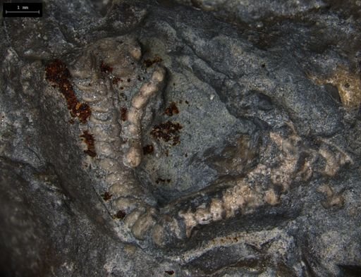 Aplocoma damesii