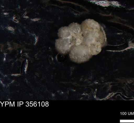 undet. Foraminiferida