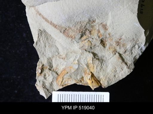 Daguinaspis sp.