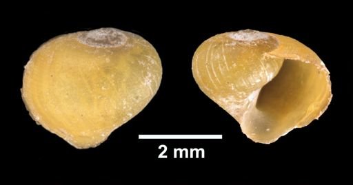 Littorina obtusata
