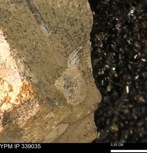 undet. Bivalvia