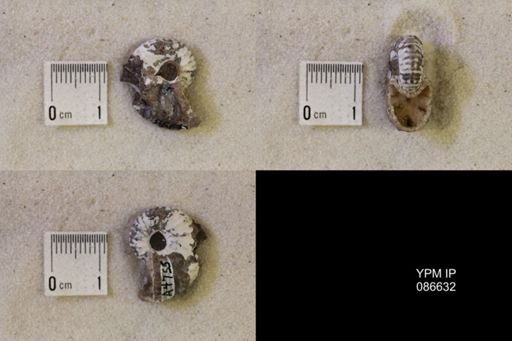 undet. Scaphitidae