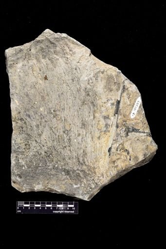 Lepidodendron sp.