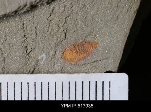undet. Synziphosurina