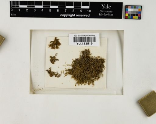 Plantae