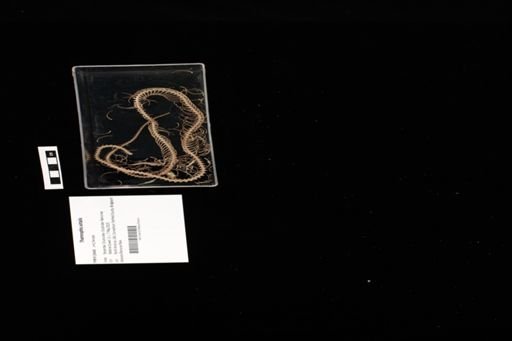 Thamnophis sirtalis