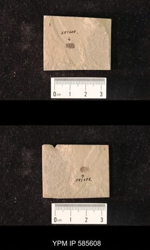 undet. Coleoptera