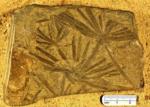 Annularia sp.