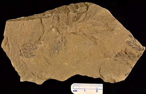 Thyrsopteris rarinervis