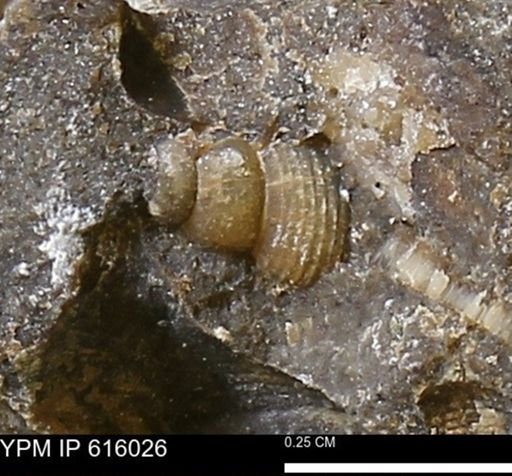 Drepanochilus sp.