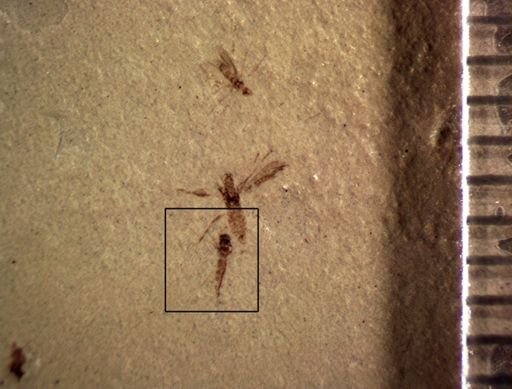 undet. Diptera