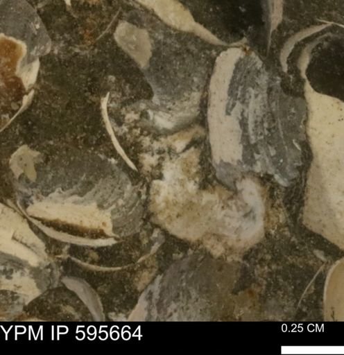 Protocardia sp.