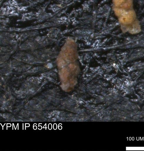 Verneuilinoides hectori