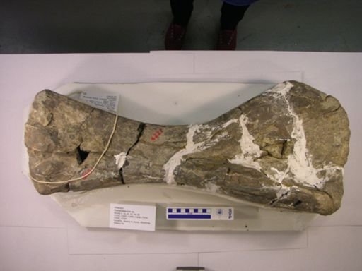 Camarasaurus sp.
