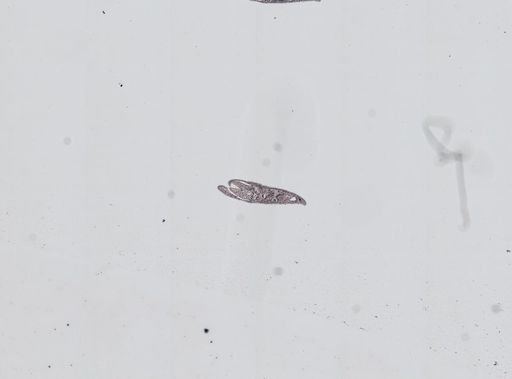 Plagiostomum whitmani