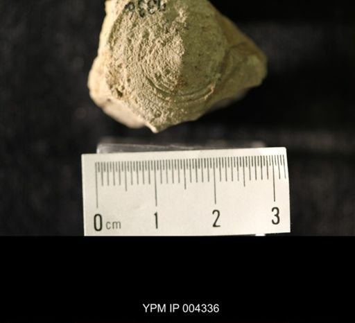 Orbiculoidea sp.