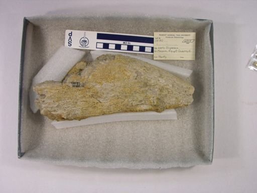 Arsinoitherium sp.