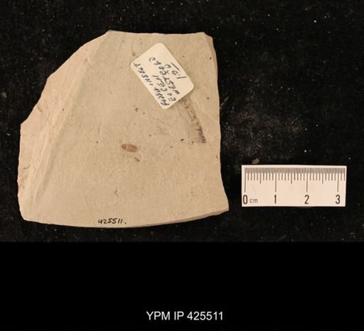 undet. Hexapoda
