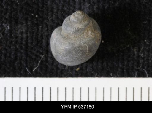 Viviparus montanaensis