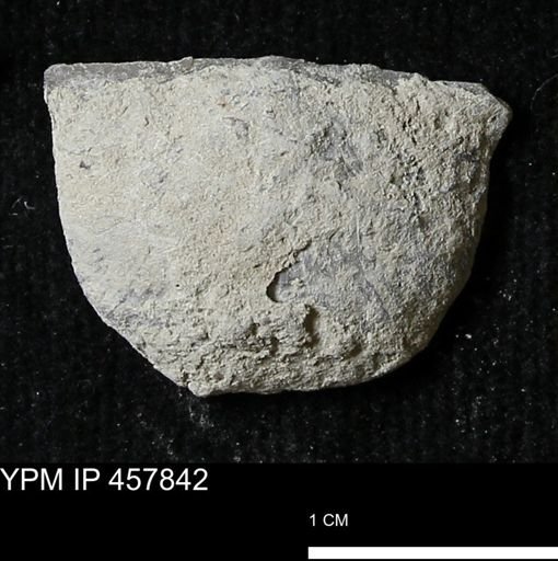Strophodonta sp.