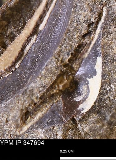 undet. Bivalvia