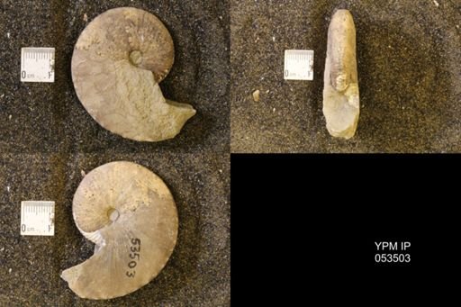 Hoploscaphites nicolletii