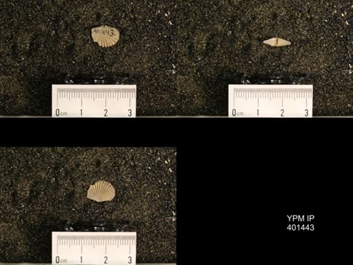 Plectorthis plicatella