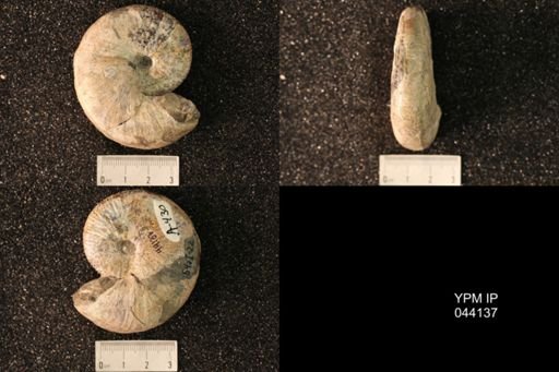 Hoploscaphites nicolletii