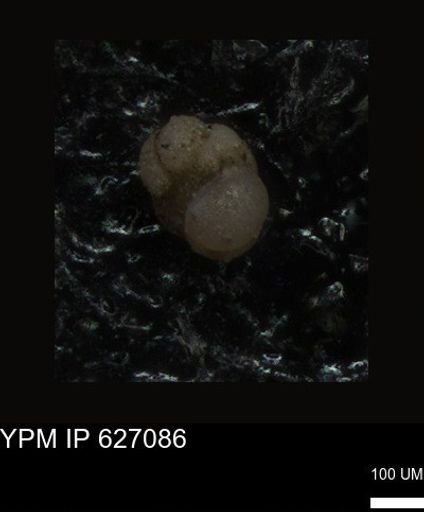 undet. Foraminiferida