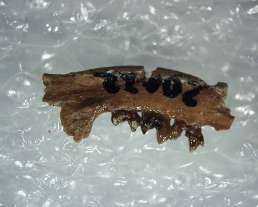 Adunator meizon