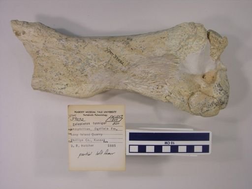 Teleoceras fossiger