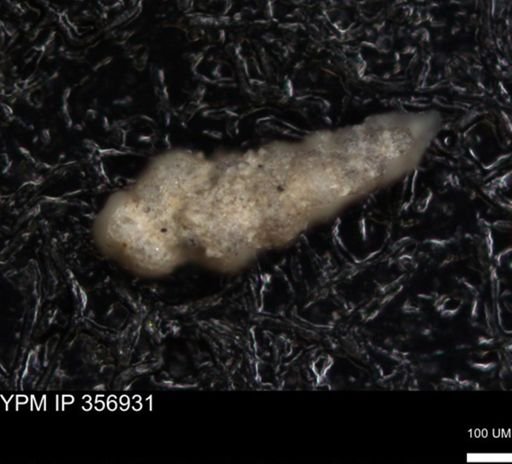 undet. Foraminiferida