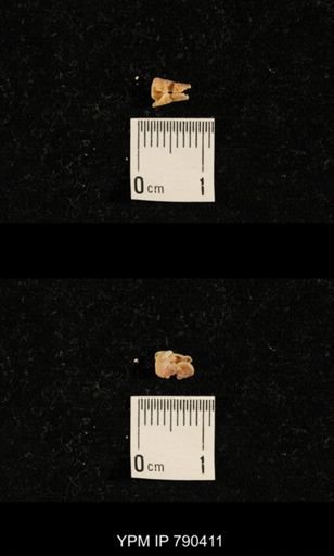 taxon undetermined