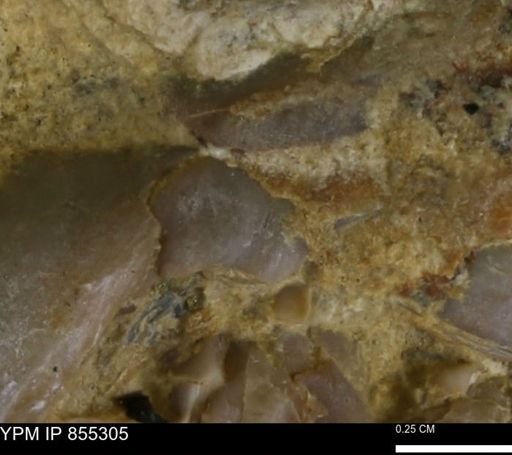 undet. Bivalvia