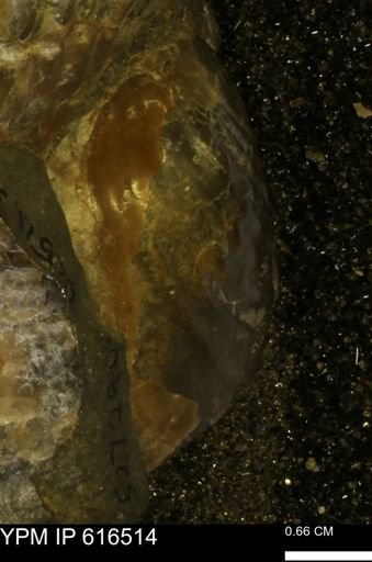 Inoceramus crippsii barabini