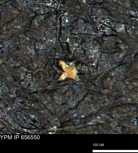 Porifera