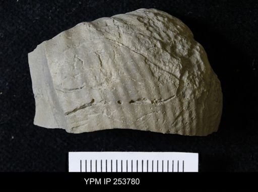 Scaphitidae