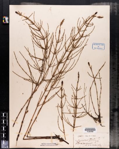 Equisetum palustre