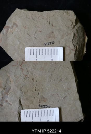 undet. Arthropoda