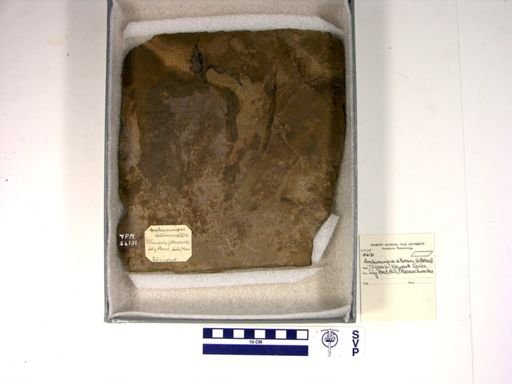 Anchisauripus sillimani