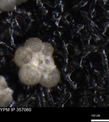 undet. Foraminiferida