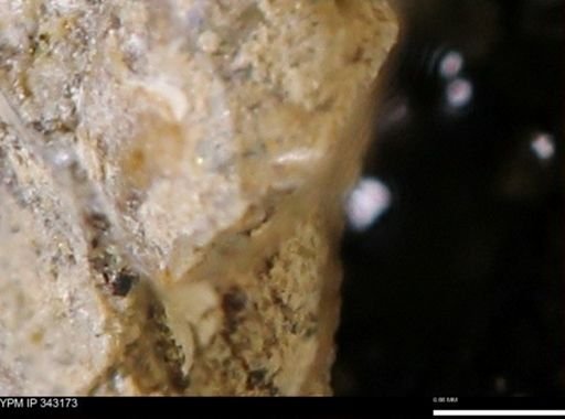 undet. Scaphitidae